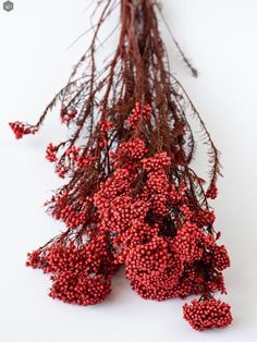 some red berries are laying on top of each other in front of a white background