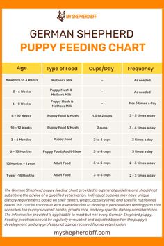 the german shepherd puppy feeding chart is shown in orange and white, with instructions for how to