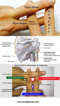 the diagram shows how to use different types of fingers and their corresponding parts in order to help