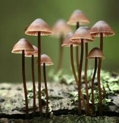 small mushrooms growing out of the ground