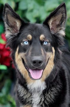 a black and brown dog with blue eyes sitting in front of some flowers, looking at the camera