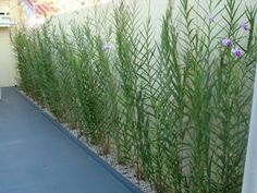 purple flowers are growing on the side of a building near a blue floor and white walls