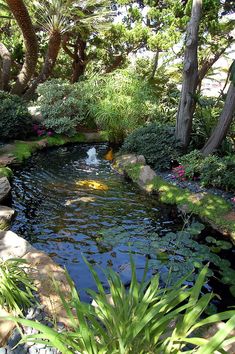 a small pond in the middle of a garden with rocks and water plants around it