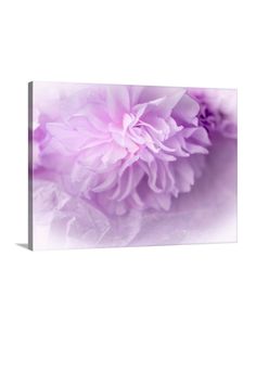 a pink flower on a white background