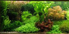 an aquarium filled with lots of green plants