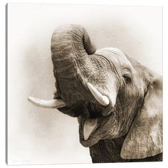 black and white photograph of an elephant with tusks