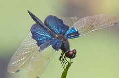 a blue dragonfly sitting on top of a green plant