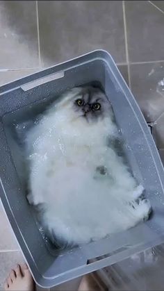 a cat in a bathtub with water on the floor