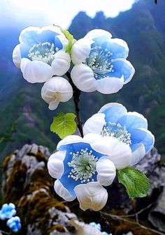 three blue and white flowers with green leaves on top of a rock formation in the mountains