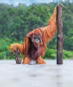 an orangutan hanging from a tree branch in the water with trees in the background