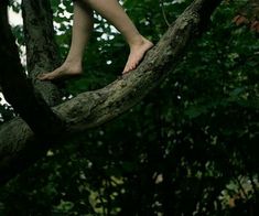 a young child climbing up a tree branch