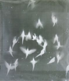 a flock of birds flying through the air