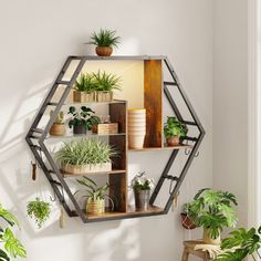 a wall mounted shelf filled with potted plants