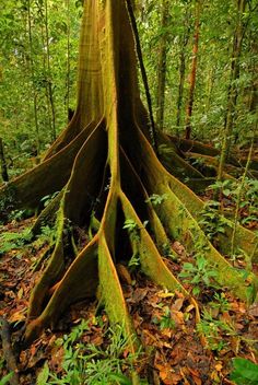 a very large tree that is in the middle of some leaves on the forest floor