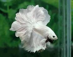 a white siamese fish in an aquarium