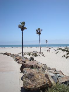 palm trees line the beach as people walk by