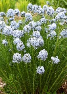 some very pretty blue flowers in the grass