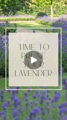 the words time to prime your lavender garden