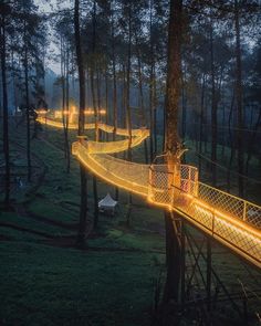 an illuminated walkway in the middle of a forest with trees and grass on both sides