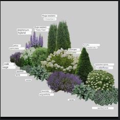 the different types of plants are labeled in this graphic above it is an image of trees, shrubs, and flowers