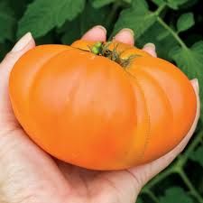 a person holding a small orange tomato in their hand