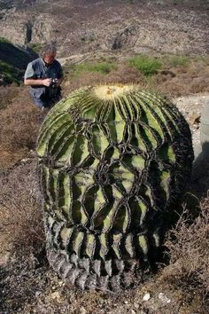 a man kneeling down next to a large cactus in the middle of a desert area