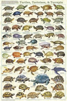 a poster with different types of turtles on it