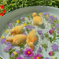 three little ducks in a tub filled with water and flowers