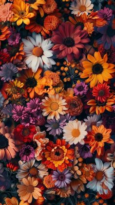 an image of colorful flowers in the middle of the day, as if it were taken from above