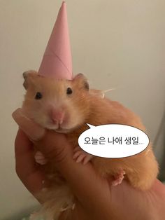 a hamster with a pink party hat on it's head is being held by someone