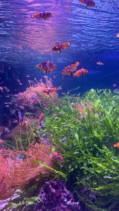 an aquarium filled with lots of different types of fish