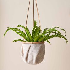 a potted plant hanging from a rope with some green plants in it's pouch