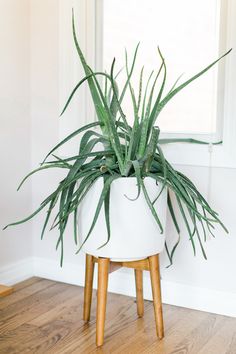 a potted plant sitting on top of a wooden stool