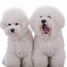 two white poodles sitting next to each other with their mouths open and tongue out