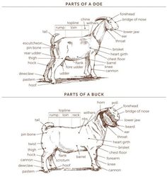 the parts of a cow labeled in english and spanish, with description on each side