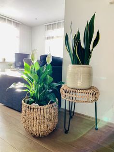 two potted plants sitting on top of a wooden table next to a blue couch