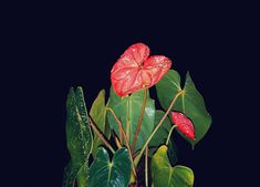 a red flower with green leaves in a vase on a table next to a black background