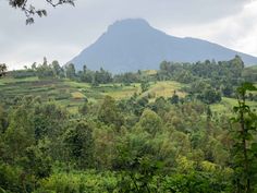 a lush green forest filled with lots of trees and mountains in the distance on a cloudy day