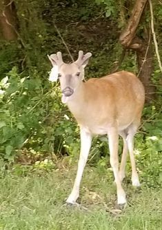 a deer is standing in the grass near some bushes and trees, looking at the camera