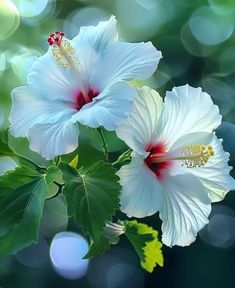 two white flowers with green leaves in front of bright blue and green boke background