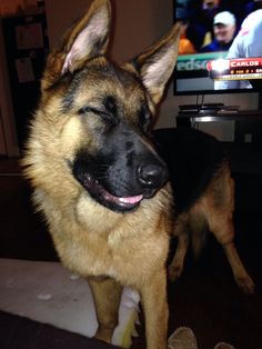 a german shepard dog standing in front of a tv with its eyes closed and tongue out