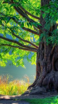 an old tree in the middle of a forest with lots of green leaves on it