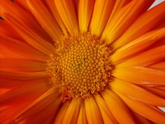 an orange flower with yellow stamens on it's center and the petals