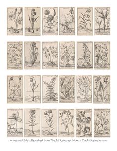 an assortment of flowers and plants drawn by hand in pencil on paper, each with different types