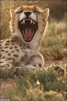 a cheetah with its mouth open and it's teeth wide open, yawning