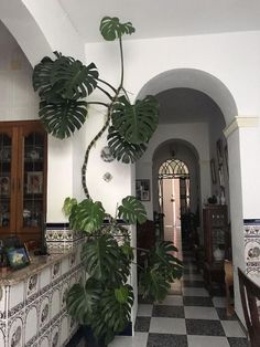 there is a large potted plant in the middle of this hallway that has black and white checkered flooring