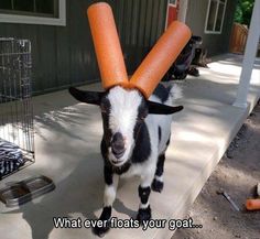 a goat with two carrots on its head and the caption says safety first how to child - proof your goat