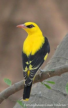 a yellow and black bird sitting on top of a tree branch