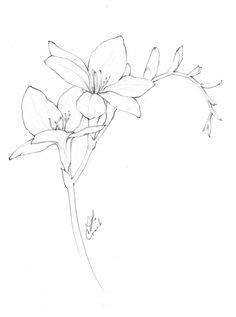 a pencil drawing of a flower on a white background