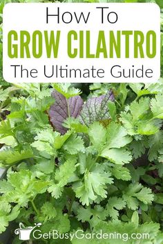 the ultimate guide to growing cilantro in your garden